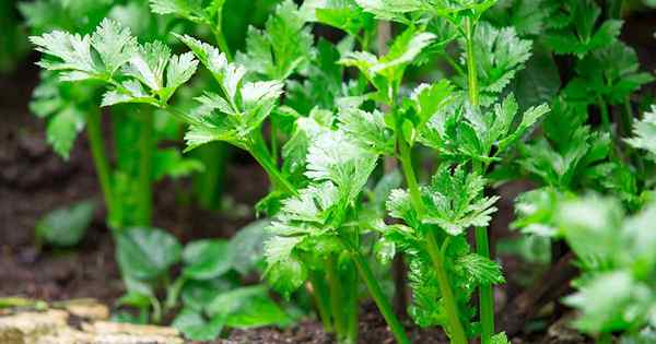 Comment cultiver du céleri, une plante de marais est devenue des légumes savoureux