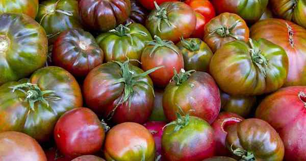 Züchten Sie Ihre eigenen Cherokee Purple -Tomaten an