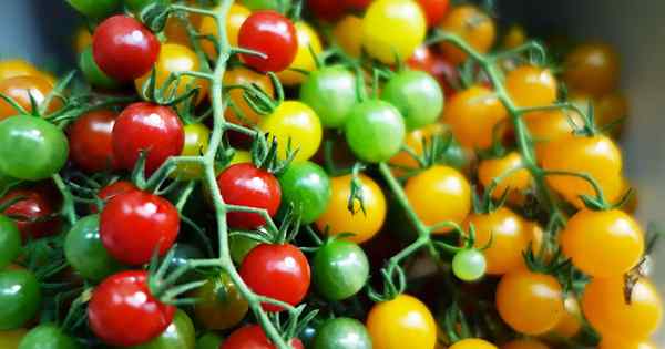 17 de los mejores tomates cherry para plantar en su jardín