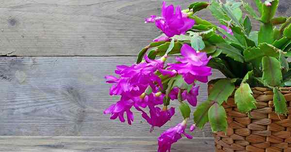 Comment grandir et prendre soin des cactus de Noël