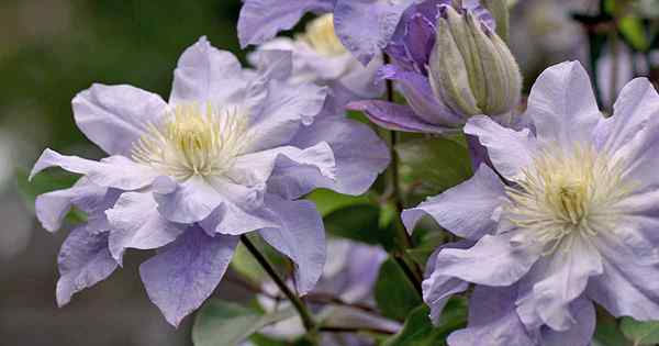 Guía de Clematis Winter Care Protect Your Vines de congelación y helada