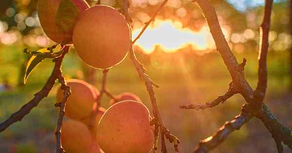 7 des meilleurs arbres abricotes rustiques froids