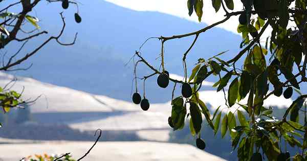 9 das melhores árvores de abacate resistente