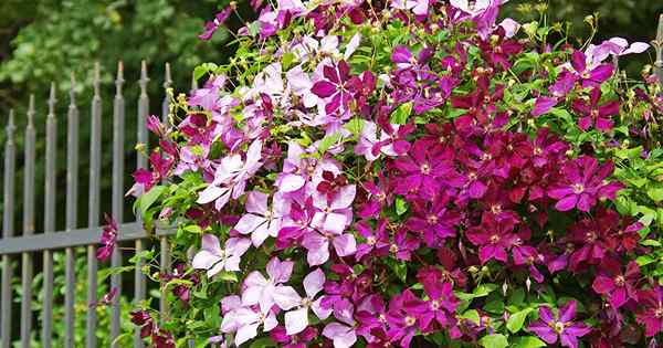 27 der besten kalten Hardy Clematis -Sorten