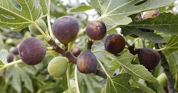 7 z najlepszych zimnych, wytrzymałych drzew figowych