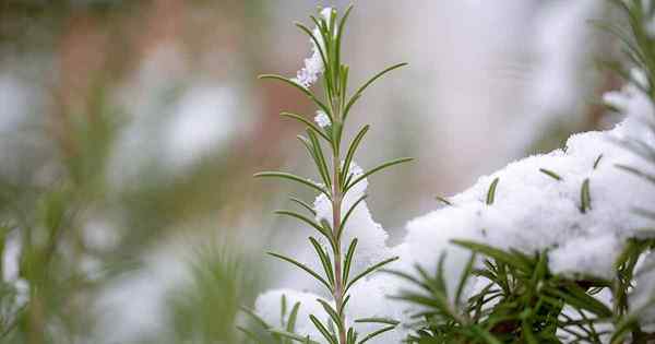 Varietas rosemary hardy dingin terbaik