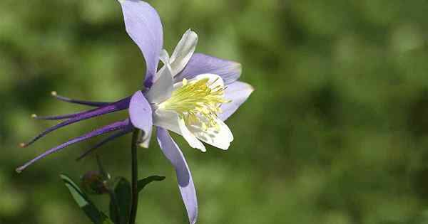 Cara tumbuh dan merawat bunga columbine