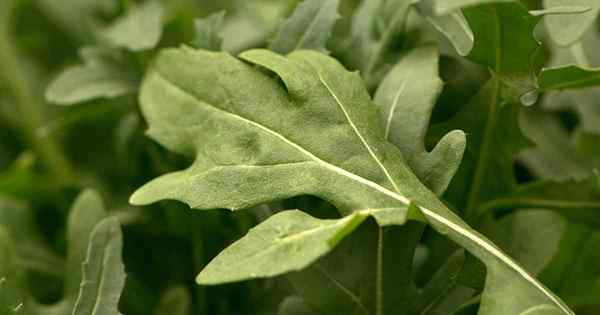 So identifizieren und verwalten Sie 15 gemeinsame Rucola -Schädlinge