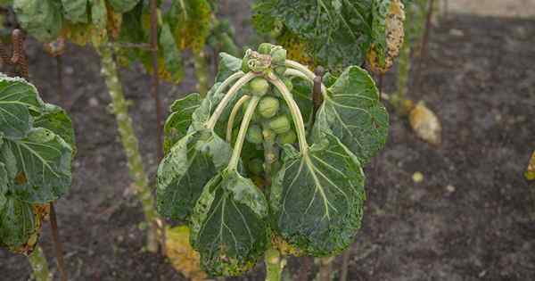 Comment identifier et gérer les maladies communes de la germination de Bruxelles