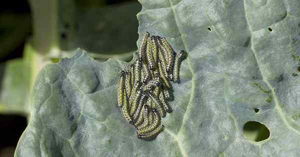 Les parasites de la bruxelles communs, ce qui mange mes plantes?