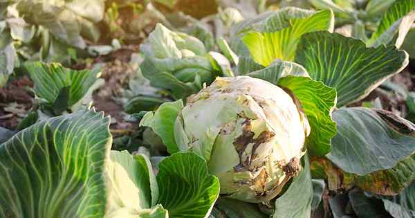 Identifier, prévenir et traiter les maladies du chou communes