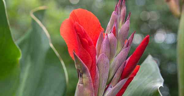 Cómo identificar y tratar enfermedades comunes de Canna Lily