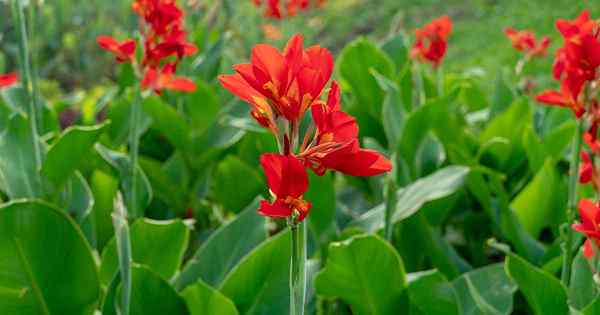 Comment identifier et contrôler les caresses de lys de canna communes