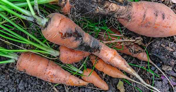 Comment identifier et contrôler les parasites carottes