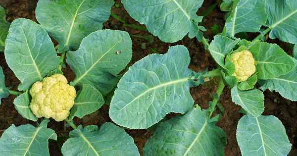 Wie man gemeinsame Blumenkohlerkrankungen identifiziert, verhindern und kontrolliert