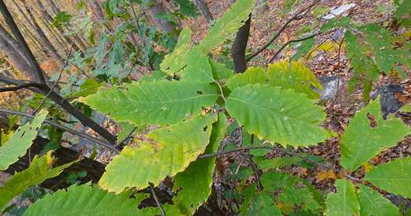 Identificar y administrar 5 enfermedades comunes de los árboles castaños