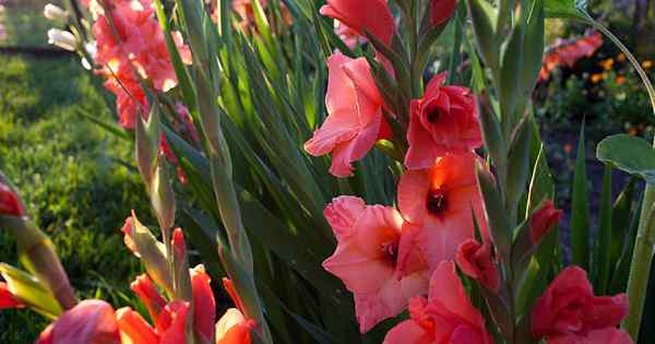 Como identificar e gerenciar 9 pragas comuns de gladiolus
