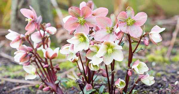 Cómo identificar y tratar enfermedades de Hellebore