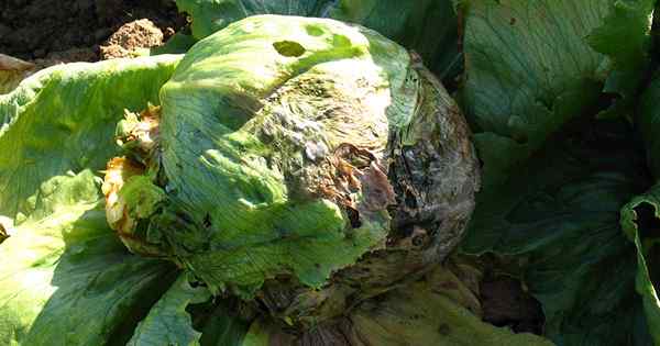 Cómo identificar y prevenir enfermedades comunes de lechuga