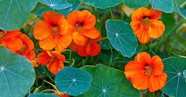 Comment identifier et traiter les maladies de Nasturtium communes