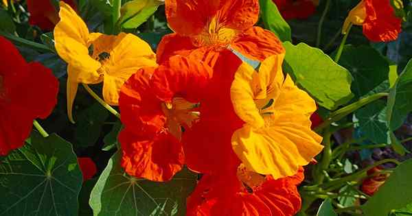 Comment identifier et gérer 9 ravageurs de Nasturtium communs