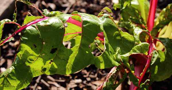 13 perosak biasa yang menyerang swiss chard