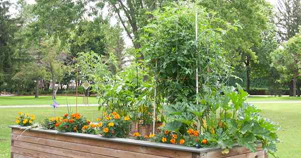 Manfaat penanaman pendamping marigold dengan tomat