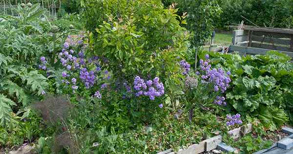 Consejos para plantación de compañeros en su jardín de hierbas