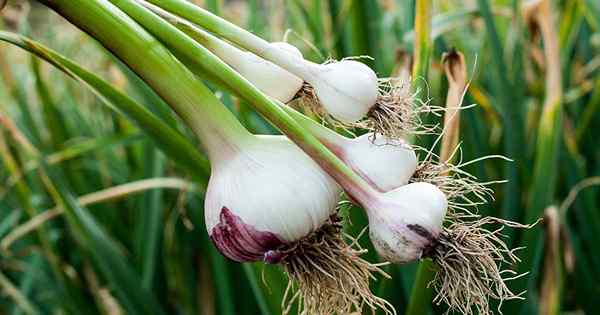 9 tanaman pendamping terbaik untuk tumbuh dengan bawang putih