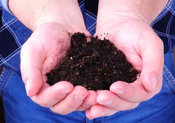 Teh kompos ia memberi makan dan melindungi tanaman anda
