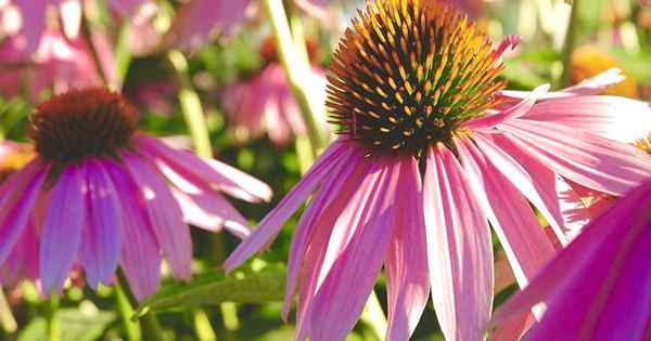 Częste problemy z Coneflowers 11 chorobami roślin i szkodników