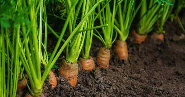 Comment identifier et contrôler la mouche de la rouille des carottes