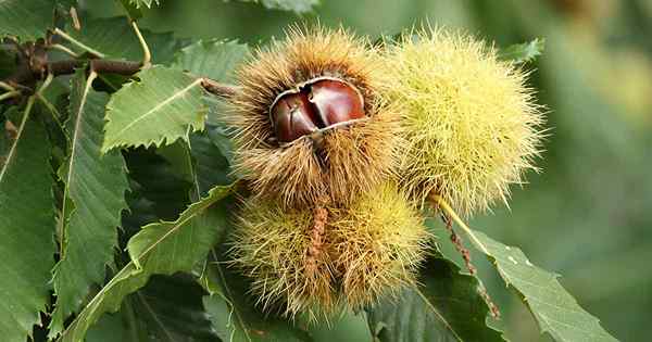 Como identificar e gerenciar pragas de castanha comuns