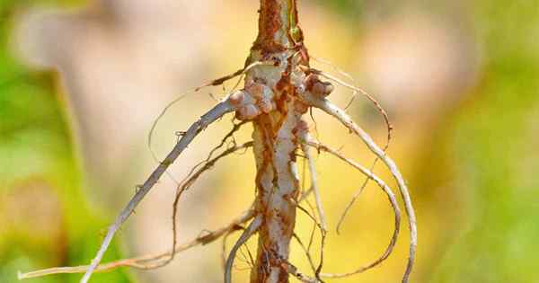 Control de patógenos con agente de biocontrol orgánico Bacillus amyloliquefaciens