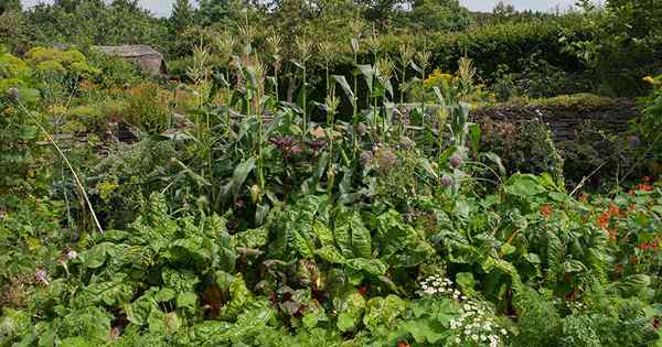 9 de las mejores plantas complementarias para crecer con maíz