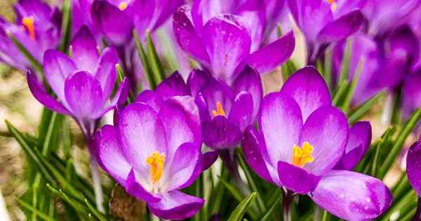 11 jenis crocus terbaik untuk taman anda