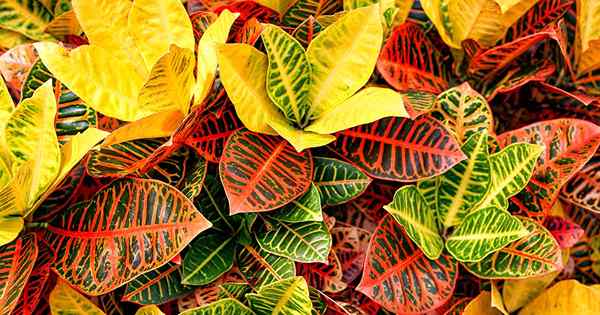 9 Gründe, warum ein Croton seine Blätter fallen lassen kann