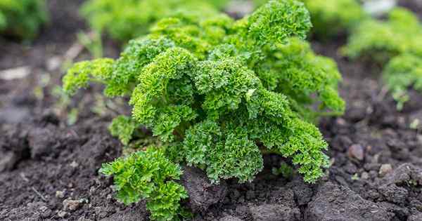 Cara Menumbuhkan Parsley Pada Musim Sejuk