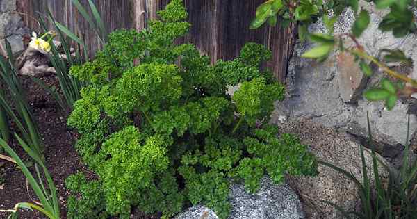 Comment faire pousser du persil dans votre jardin d'herbes domestiques