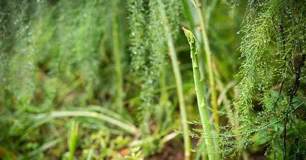 Memotong dedaunan asparagus di musim gugur