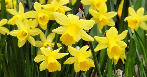 7 raisons pour lesquelles le feuillage de la jonquille devient jaune