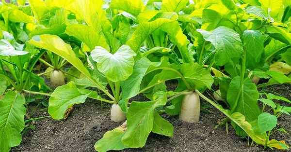 Cómo plantar y cultivar daikon Agregar un poco de zing a su jardín