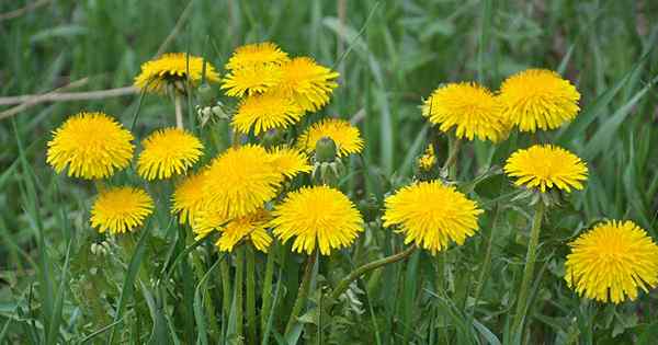 Comment faire des engrais à thé de pissenlit à partir de mauvaises herbes indésirables