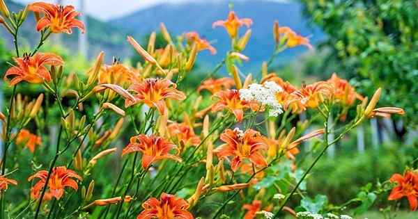 Daylilies di taman yang tumbuh dengan riang