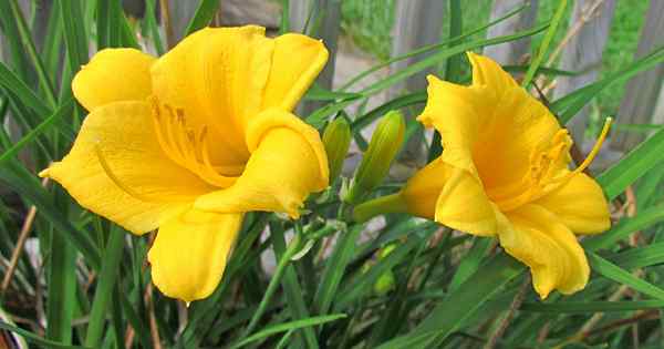 Memahami, merawat, dan menghindari karat di daylilies