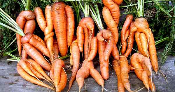 9 Causes de carottes déformées Comment empêcher les légumes de racine de fourniture, de ramification, tordue et noueuse