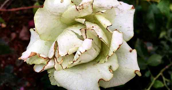 9 raisons courantes pour les fleurs de rose déformées (et comment les réparer)