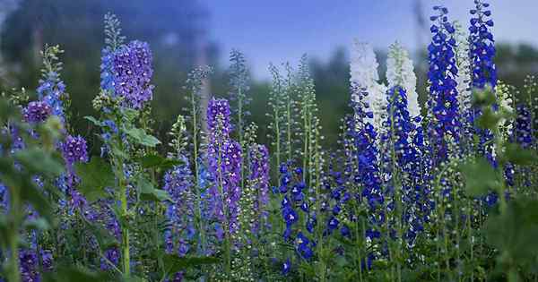 19 delphinium yang mempesona untuk tempat tidur bunga Anda