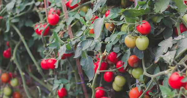 Qual é a diferença entre tomates determinados e indeterminados?