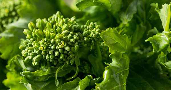 Quelle est la différence entre le brocoli Rabe et Broccolini?